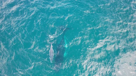 Mar-Azul-Claro-Con-Ballena-Jorobada-Nadando-Cerca-Del-Promontorio-De-Fingal-En-Nueva-Gales-Del-Sur,-Australia