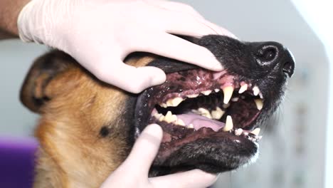 dog dental exam by veterinarian