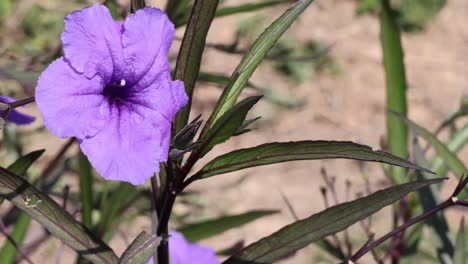 las abejas visitan varias flores púrpuras, polinizándolas