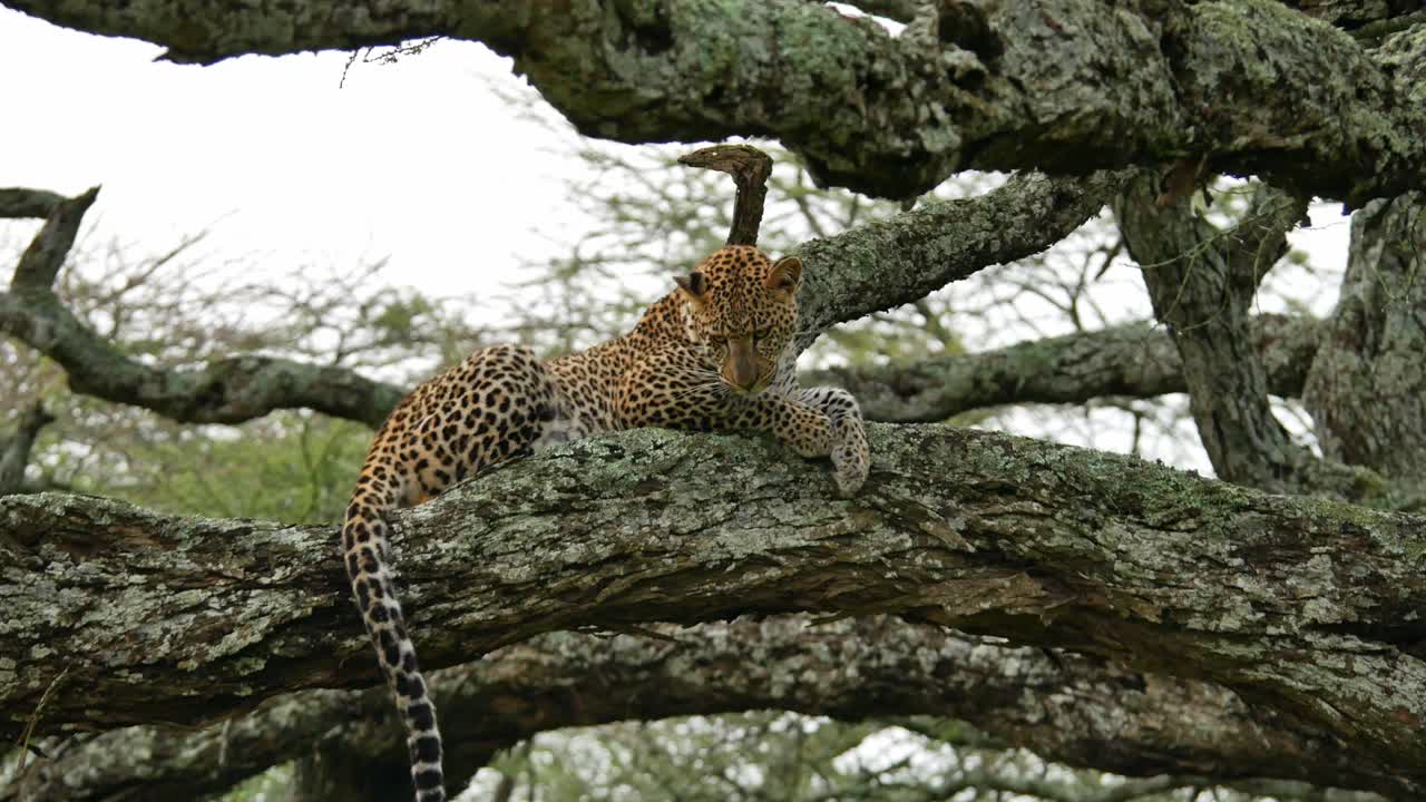 Leopard feline wildlife Tanzania safari fauna in nature on tree branch outdoor animal