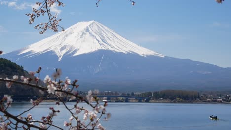 natural landscape view of fuji volcanic mountain with the lake kawaguchi in foreground with sakura-cherry bloosom flower tree-4k uhd video movie footage short