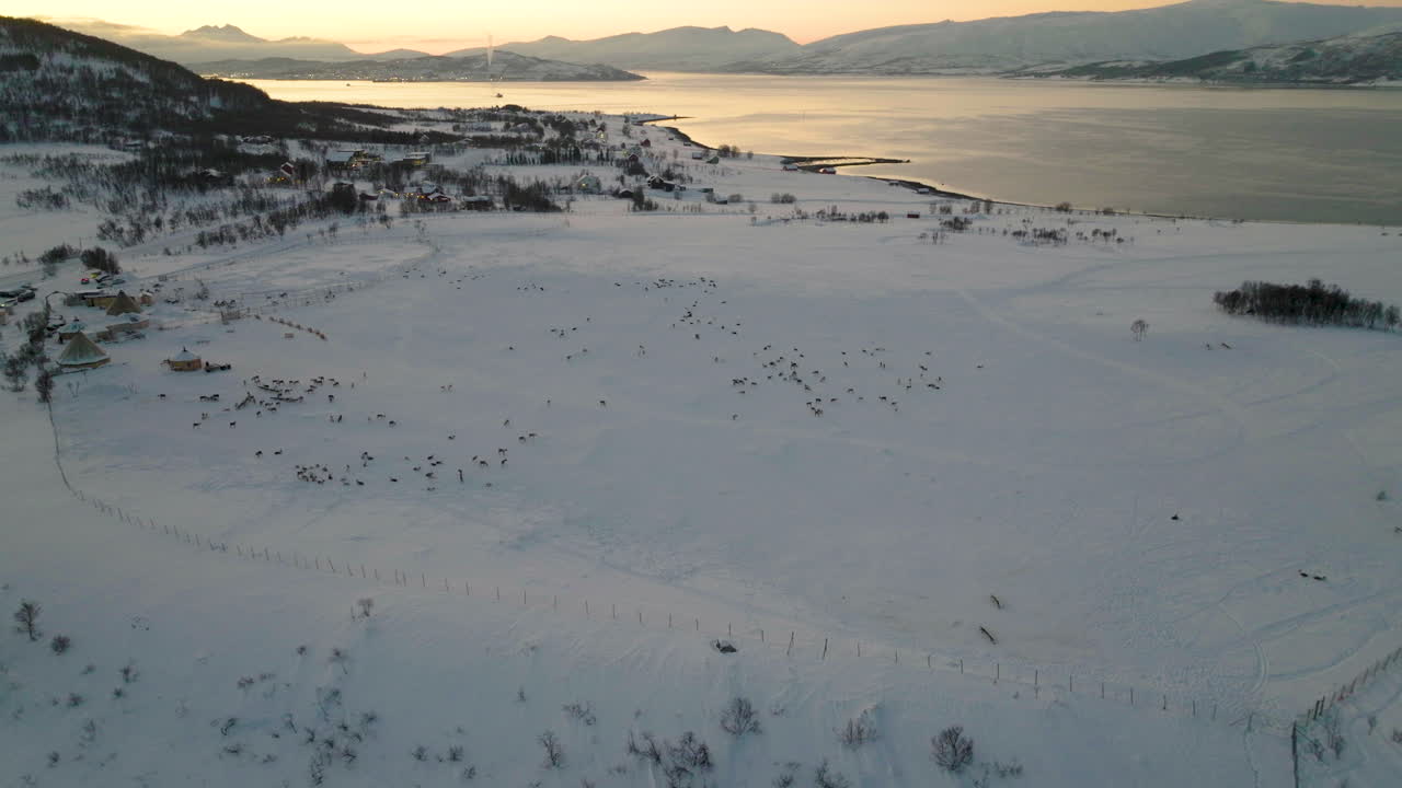 Pôr do sol panorâmico sobre a tundra invernal com uma manada de renas.