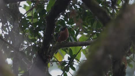 una sibia rufosa posada en el dosel de un árbol en la jungla