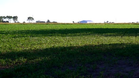 Wide-view-of-a-sown-field-late-in-the-afternoon,-with-a-distant-warehouse-and-trees-along-a-route