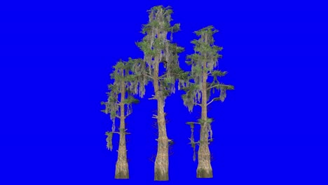 clúster de cipreses calvos en 3d con efecto de viento en pantalla azul animación en 3d
