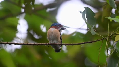 looking to the right while perched on a vine as the camera zooms out, banded kingfisher lacedo pulchella, kaeng krachan national park, thailand