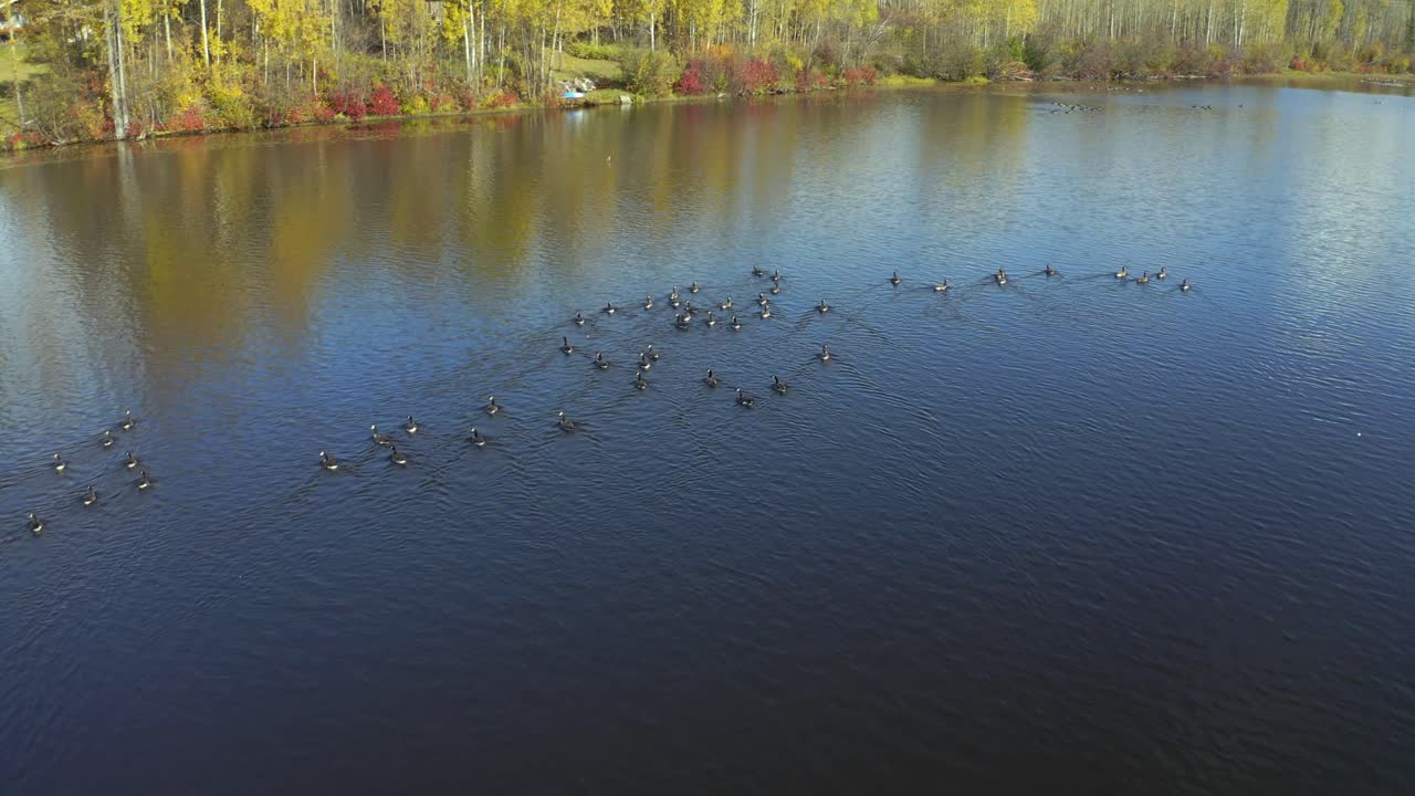 un drone aéreo en movimiento se acerca a los gansos canadienses en el lago seymour en el área de smithers, norte de la columbia británica durante los meses de otoño