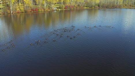 a moving aerial drone shot approaching canadian geese in seymour lake in the smithers, northern british columbia area during the autumn months