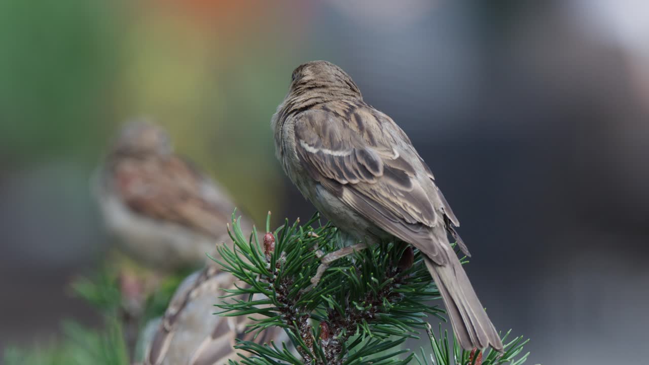 Multiple sparrows rest on pine branches, shallow depth of field, soft daylight, gentle camera movement