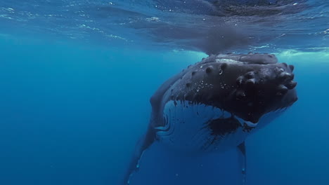 close up near head, mouth of humpback whale floating near surface before diving