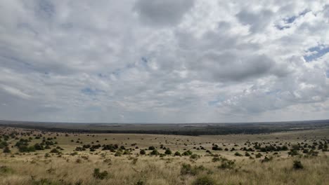 pan shot of african wild savanna landscape with acacia trees grass sand