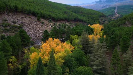 Bosque-En-Temporada-De-Otoño