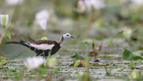 pheasant tailed jacana feeding in water lily pond in morning