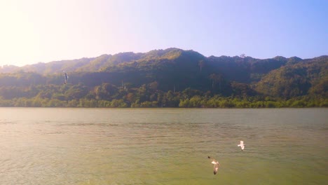 bandada de gaviotas volando sobre el río naf, pequeña colina verde en el fondo con cielo azul