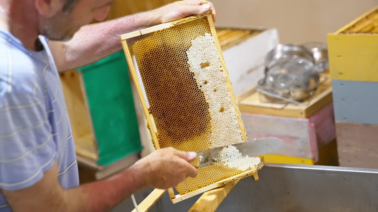 Honey frame being prepared for harvesting. Male apiarist uncovers the wax cells for extracting organic product.