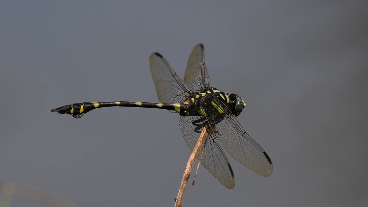 Dragonfly on a twig