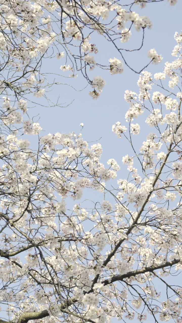 Blooming cherry blossoms dance gently in the spring breeze above a serene landscape