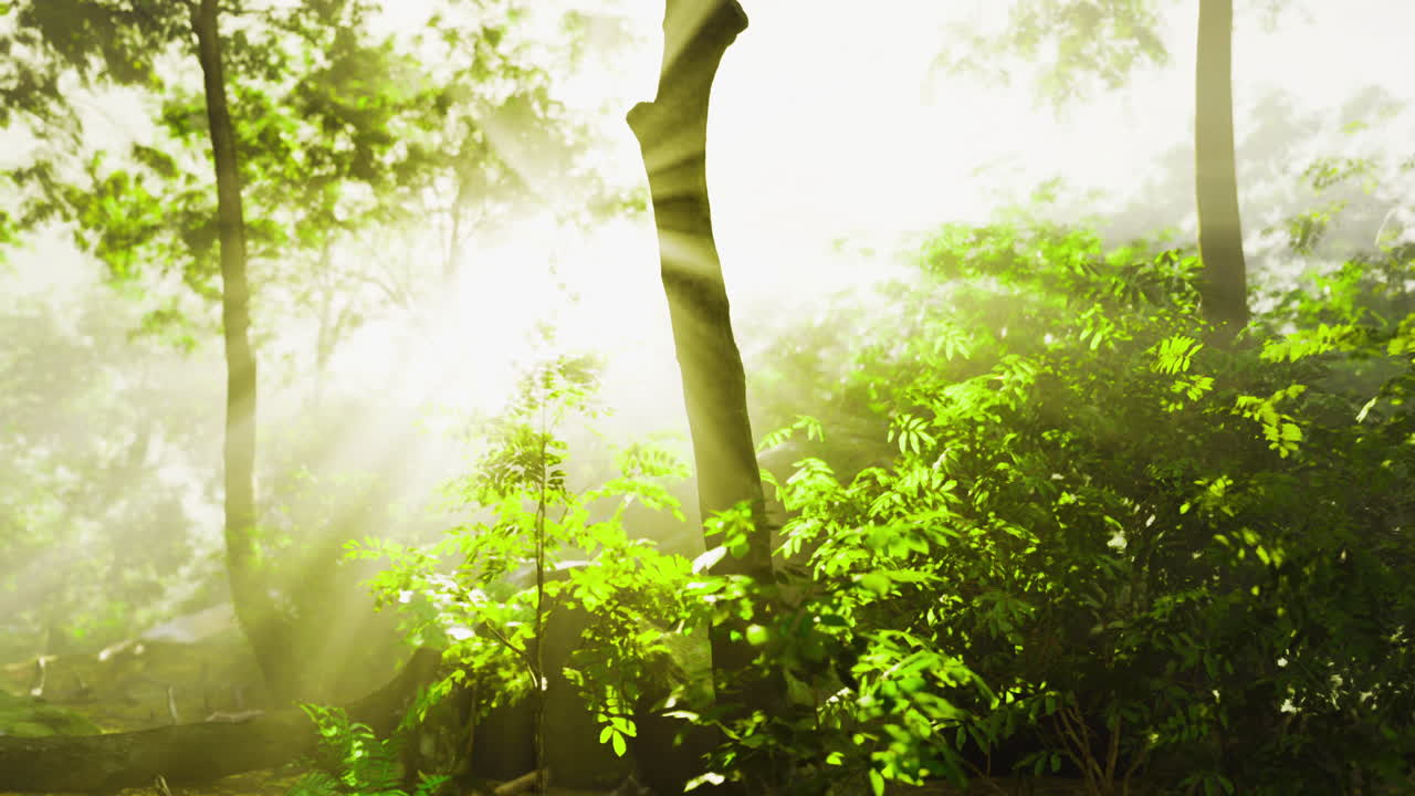 Sunlight filters through lush greenery in a vibrant forest setting