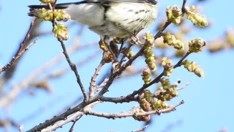 Ein-Erwachsener-Männlicher-Blackburnian-Waldsänger,-Der-Auf-Der-Suche-Nach-Nahrung-An-Einem-Ast-Entlang-Huscht,-Dendroica-Fusca