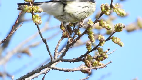 un macho adulto de blackburnian warbler revoloteando a lo largo de una rama de árbol en busca de comida, dendroica fusca
