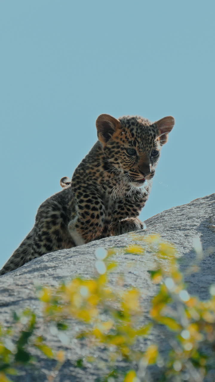 Sevimli Leopar Yavrusu