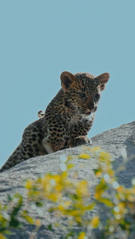 adorable leopard cub