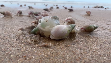 caracoles marinos consumiendo una medusa en la playa de sudáfrica