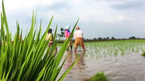 women busy in planting paddy seedlings in india