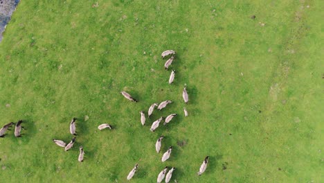 Wild-Horses-and-Auroxen-Cows-Running-in-the-Field-of-Pape-National-Park,-Latvia