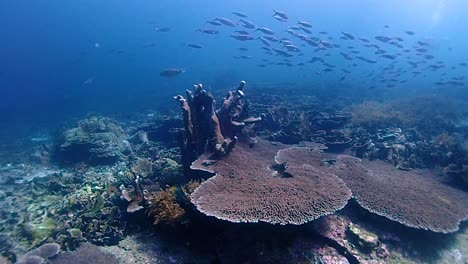 a healthy coral reef in indonesia with many fish