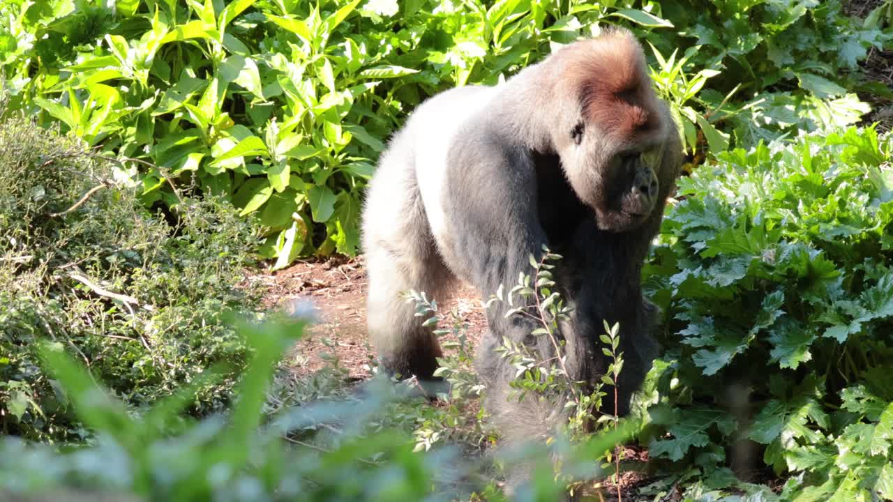 gorila moviéndose a través de la vegetación exuberante