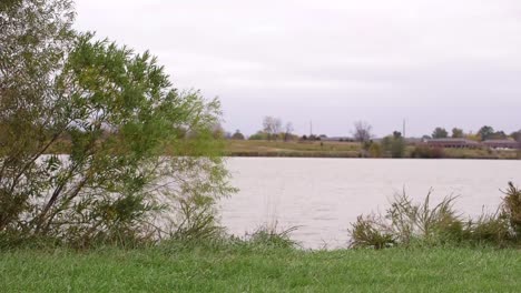 árboles y arbustos soplan en el viento junto al agua del lago en un día nublado