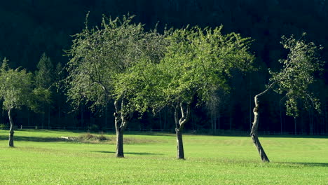 Huerto-De-Manzanos-En-Otoño,-Montañas-Al-Fondo,-Logarska-Dolina,-Eslovenia,-Movimiento-Rápido-De-Izquierda-A-Derecha,-Hd