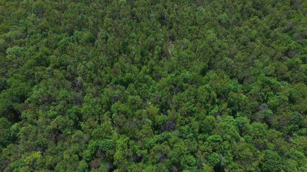 Aerial view of forest. Beautiful aerial view of the tops of forest