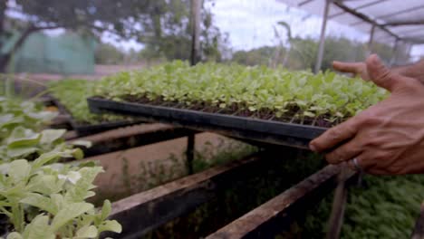bandejas de brotes de lechuga orgánica silvestre listas para la siembra en el suelo