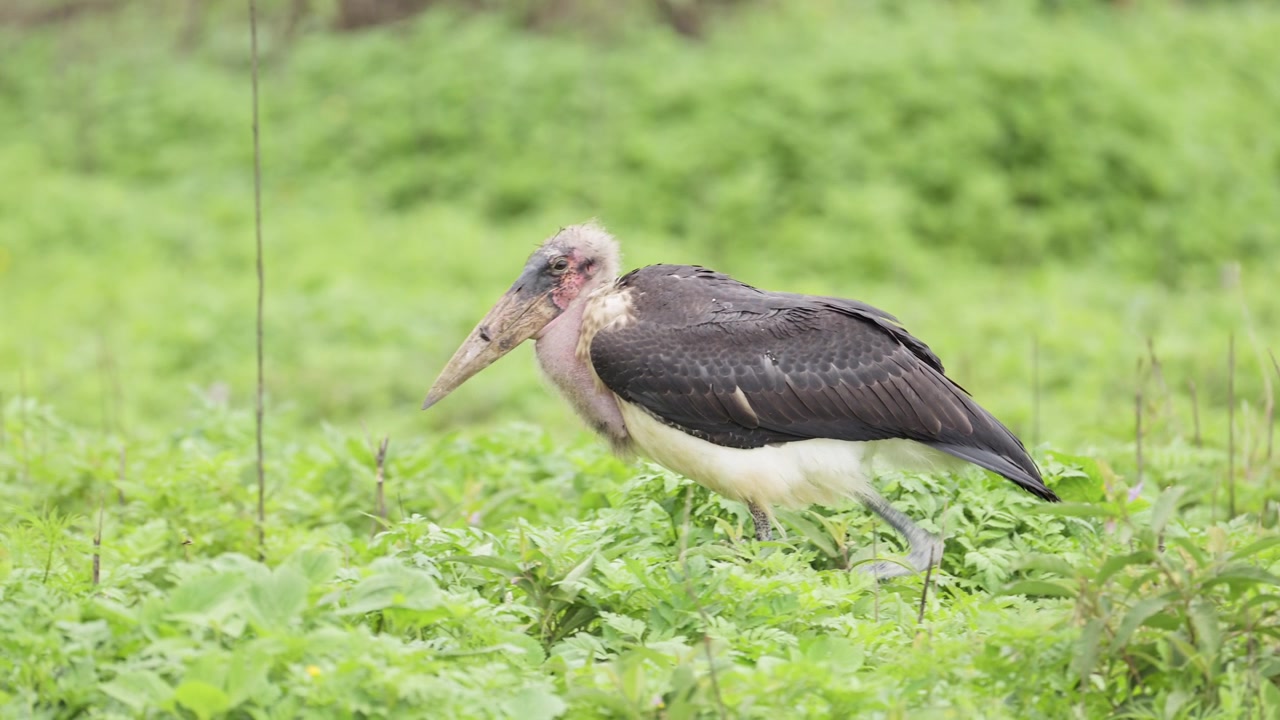Cicogna marabù al rallentatore in Tanzania nel Parco Nazionale del Serengeti, grande uccello africano che cammina in Africa durante un safari faunistico in uno scenario di pianure erbose verdi