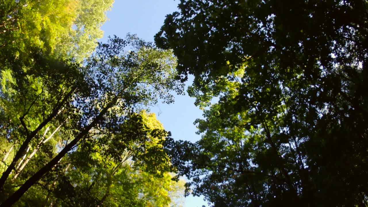 alberi e foglia di sole