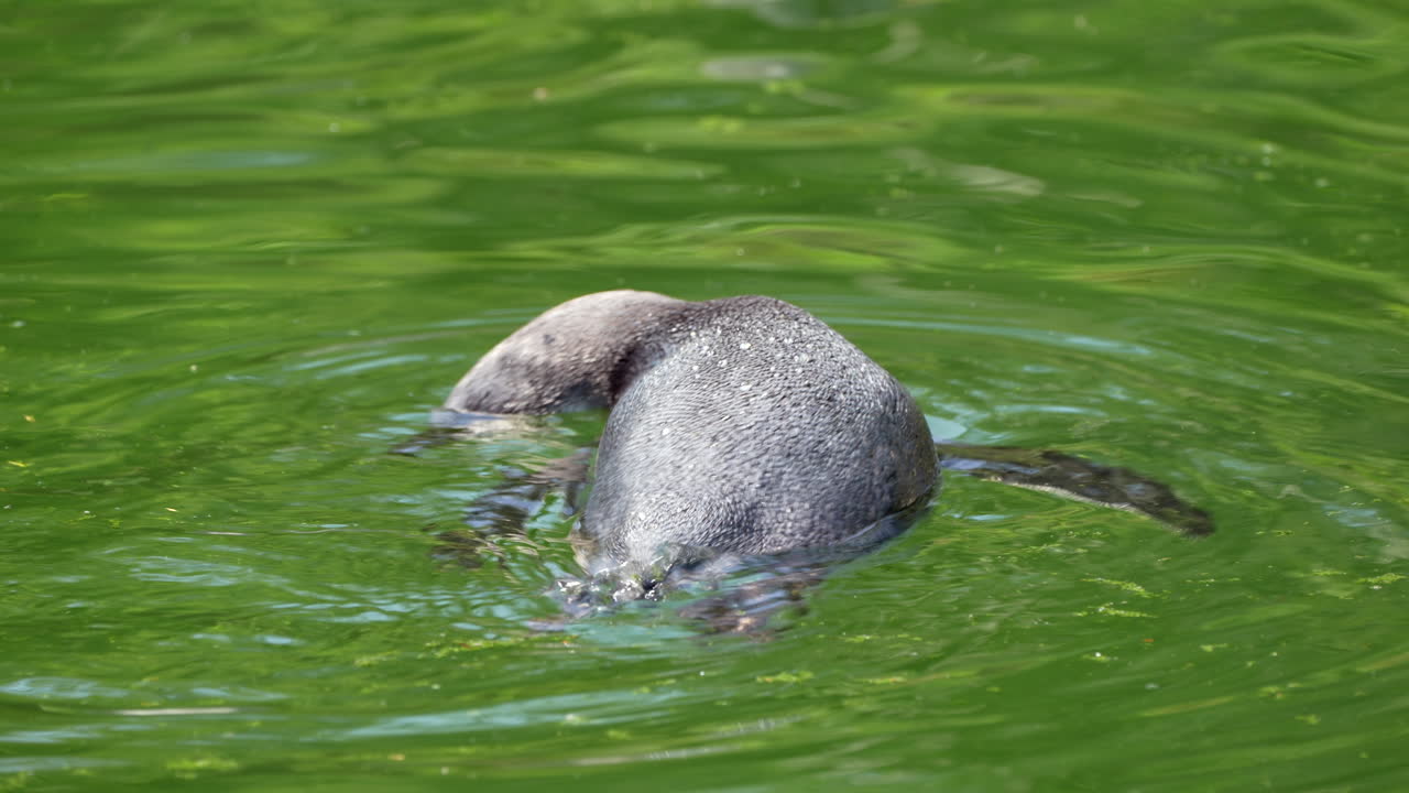 pingüino pacífico buceando en la superficie del agua y buscando comida bajo el agua, cámara lenta de cerca