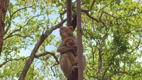 closeup of an indian macaques monkey with the baby sitting on the metal pole