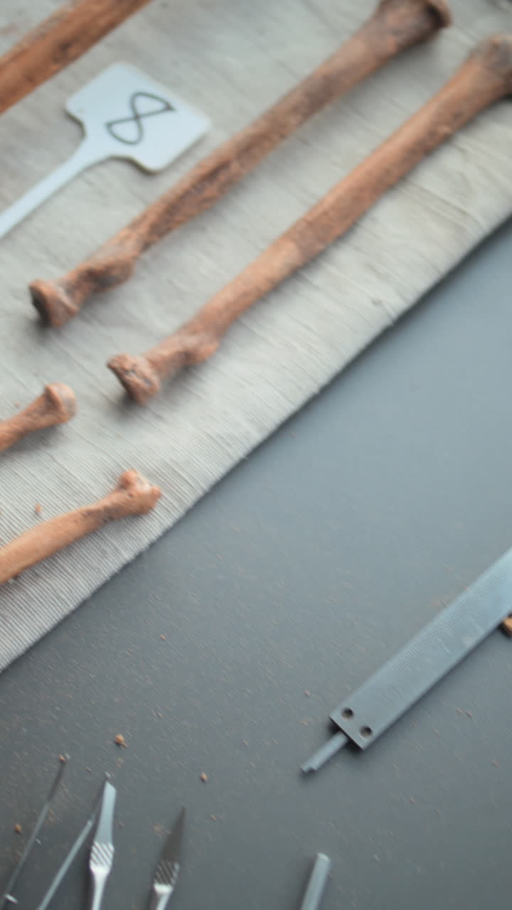 herramientas de investigación arqueológica y fósiles