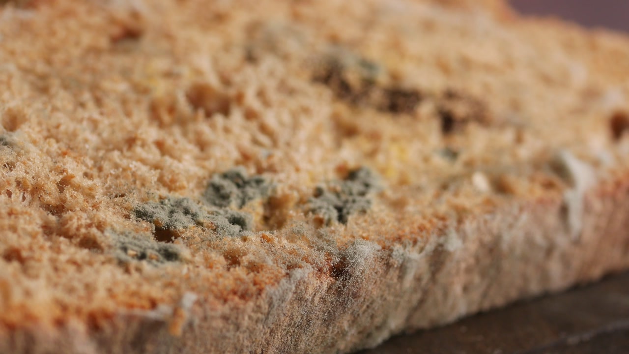 Close-Up of Green and White Mold Growing on a Slice of Bread