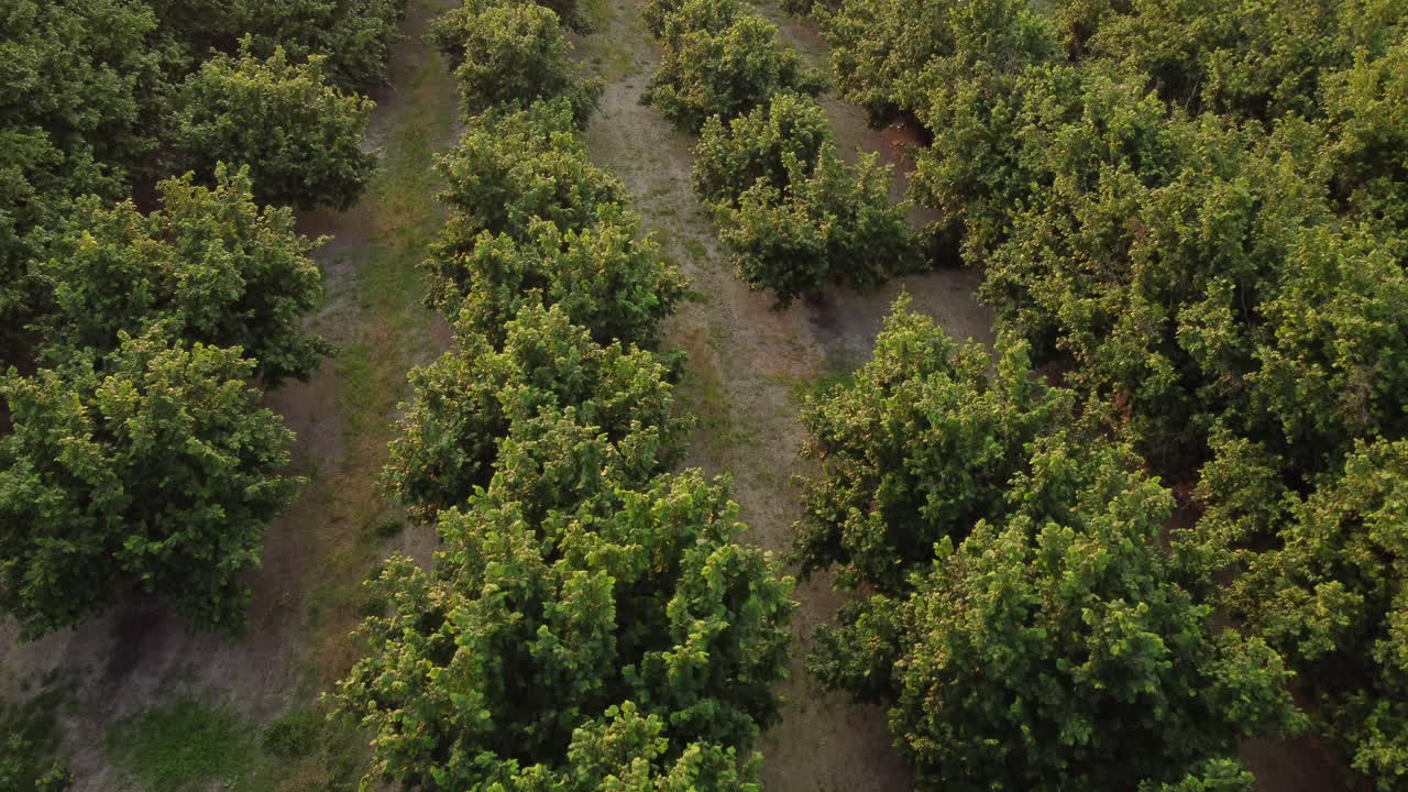 avellanos agricultura cultivo orgánico campo vista aérea