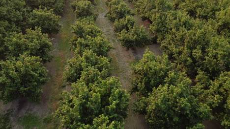 avellanos agricultura cultivo orgánico campo vista aérea