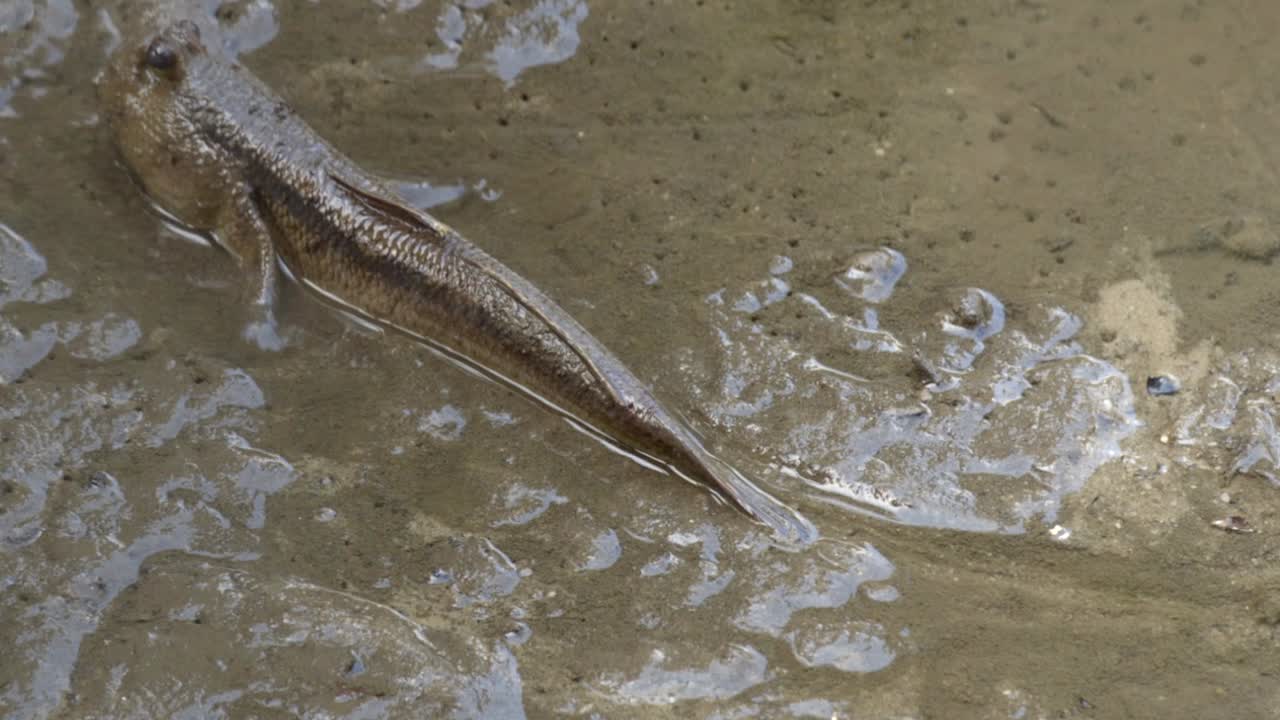 mudskipper peces arrastrándose a la tierra desde el agua fangosa - primer plano, cámara lenta