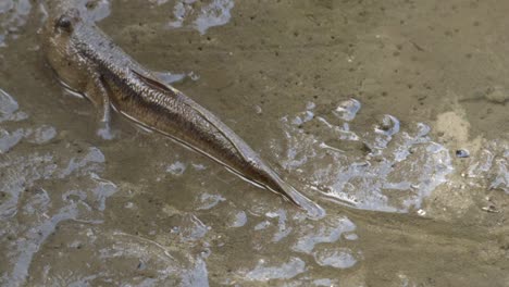 Schlammspringerfische,-Die-Aus-Schlammigem-Wasser-An-Land-Kriechen---Nahaufnahme,-Zeitlupe