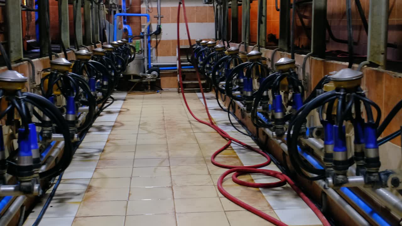 터키 의 소 와 송아지 농장, 송아지 가 먹이 를 받고 있는 동안 지붕 에 있는 목자 와 양 ⁇