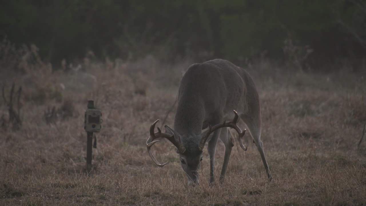 ciervos en la naturaleza