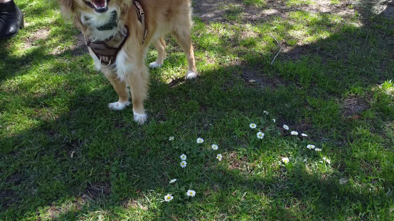 lindo perro mira al dron mientras se va volando