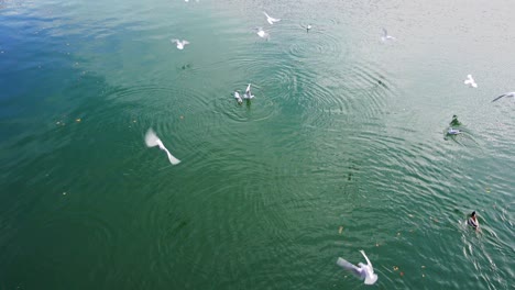 Vögel-Füttern-Auf-Flüssen-Oder-Seen,-Ein-Schwarm-Möwen,-Die-Sich-Um-Nahrung-Streiten,-Brotkrümel