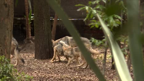 puppies and adults wolfs walking around and playing indistinctly